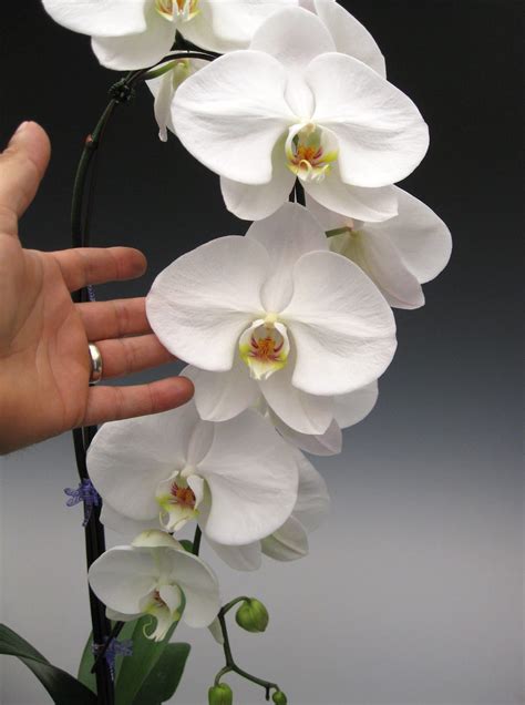 Orchid Plant W