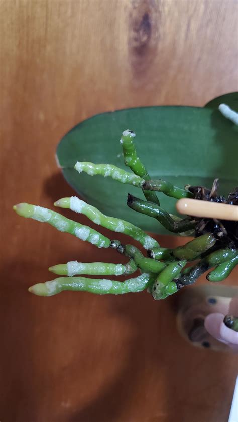 Orchid Plant White Fuzz