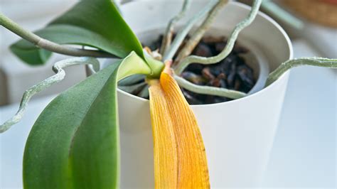 Orchid Plant Yellowing