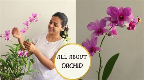Orchid Plant Youtube