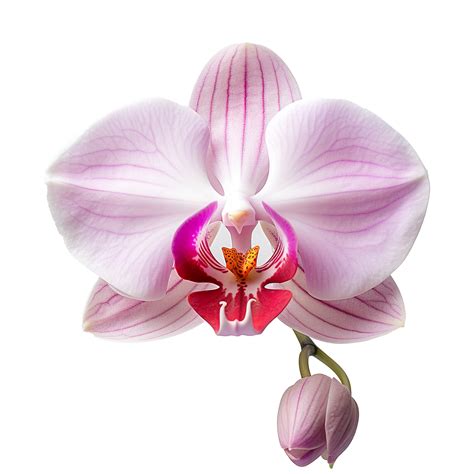 Orchid Png