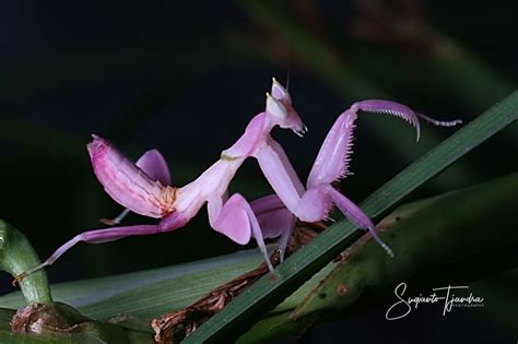 Orchid Praying Mantis