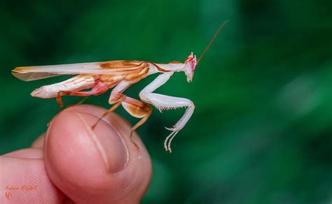 Orchid Praying Mantis For Sale