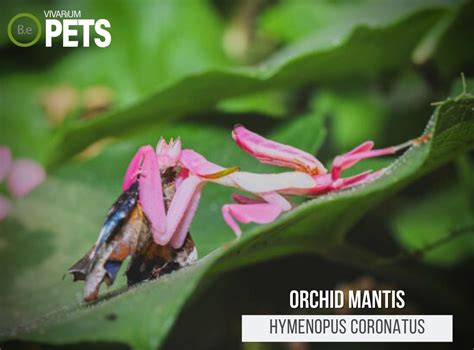 Orchid Praying Mantis Pet