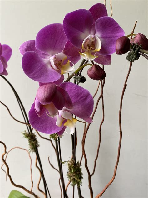 Orchid Purple Box 4p