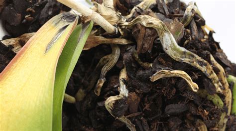 Orchid Root Rot
