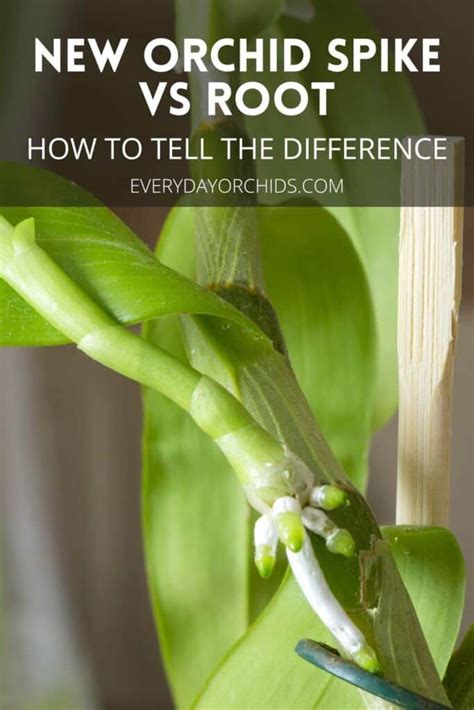 Orchid Root Vs Flower Stem