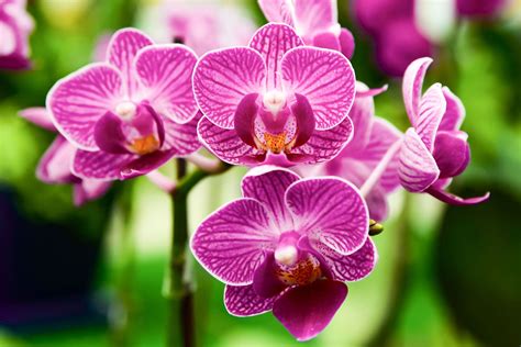 Orchid Scientific Name
