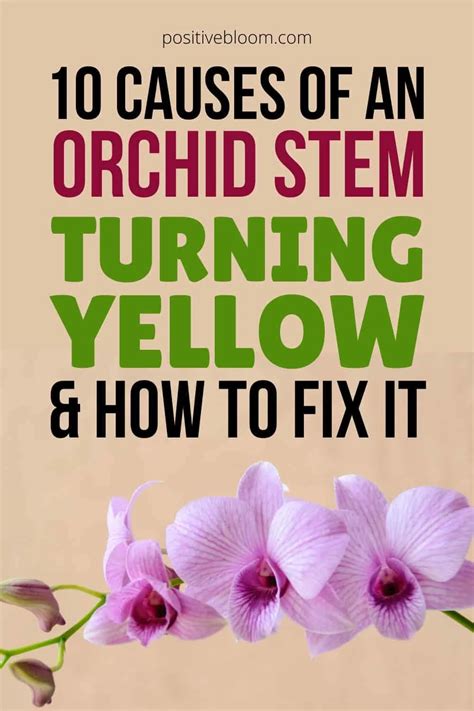 Orchid Stem Yellow