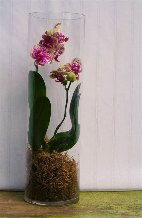 Orchid Terrarium M S