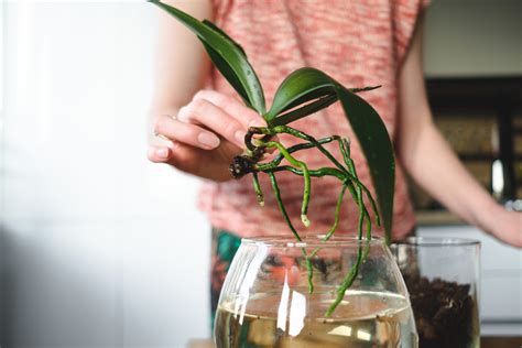 Orchid Upkeep