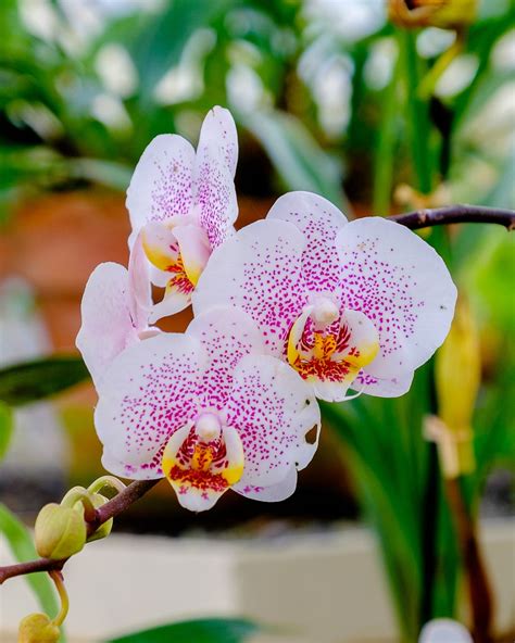Orchid Varieties