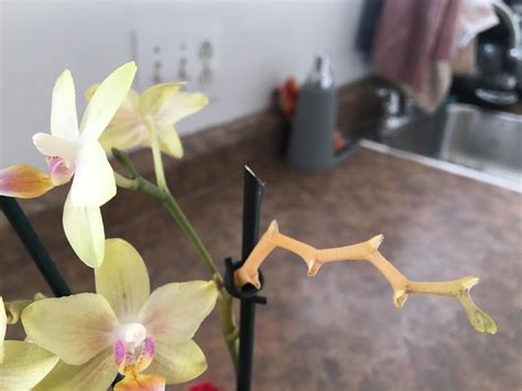 Orchid Yellow Stem