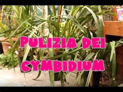 Orchidea Cymbidium Potatura