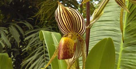 Orchidea D Oro Di Kinabalu