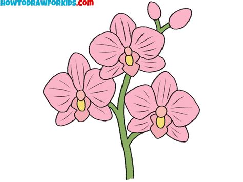 Orchidea Draw