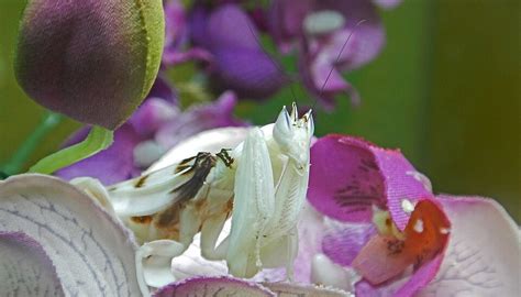 Orchidea Wikipédia