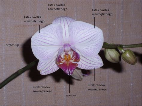 Orchidea Z Nasion
