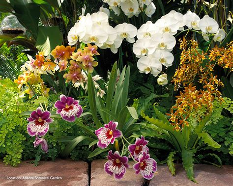 Orchids