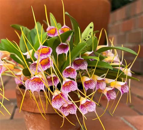 Orchids: Exquisite and Exotic
