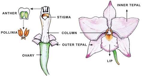 Orchids Diagram