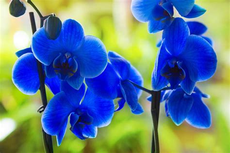 Orchids Flower Blue