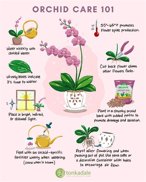 Orchids Flower Care