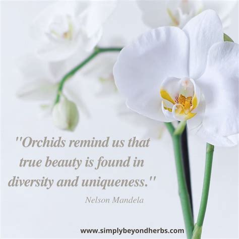 Orchids Flower Quotes