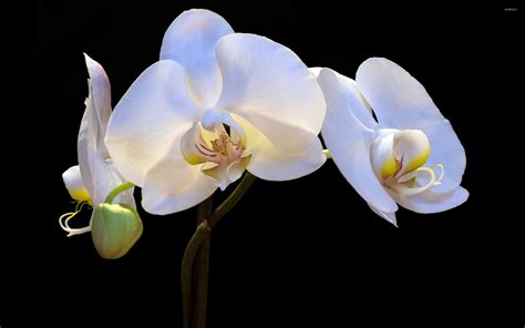 Orchids Flower White