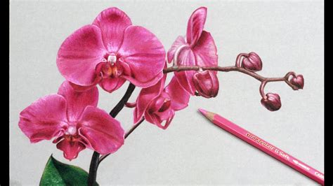 Orchids Flowers Drawing