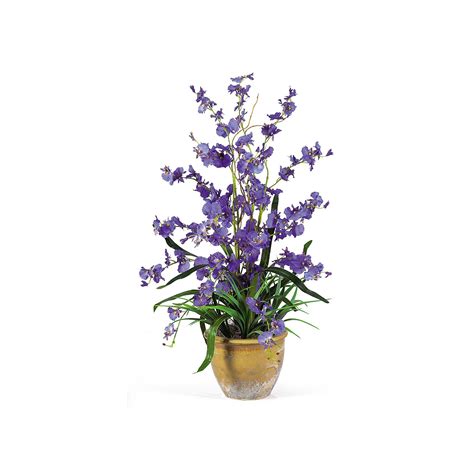 Orchids For Sale At Tesco