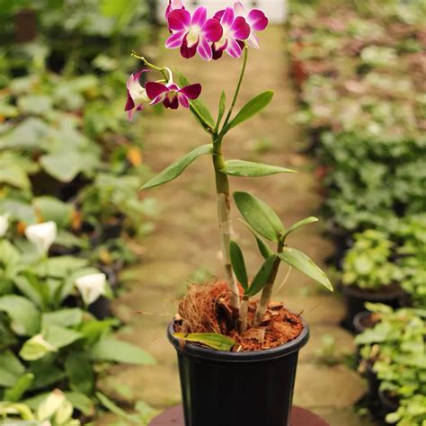 Orchids For Sale Online