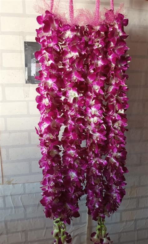 Orchids Jaimala