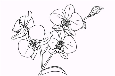 Orchids Outline
