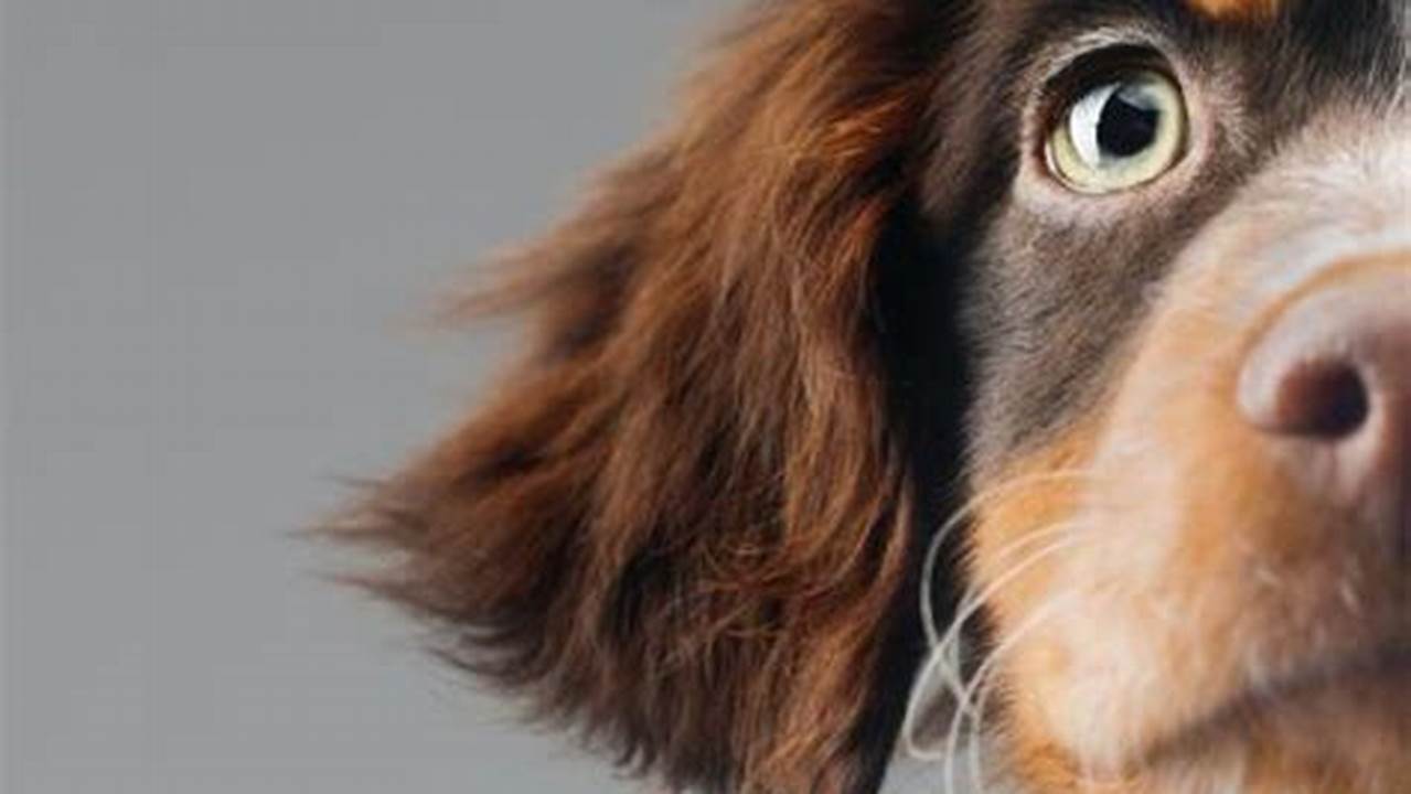 Oregon Veterinary Conference 2024