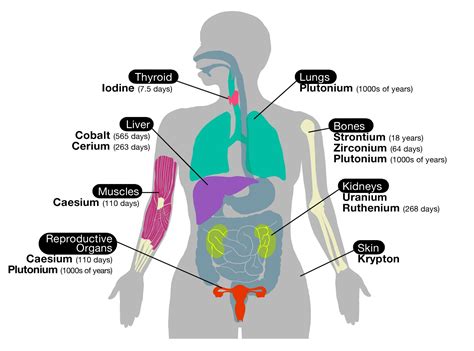inside and names Human anatomy picture, Human body