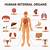 Organ Systems Of The Human Body And Their Functions
