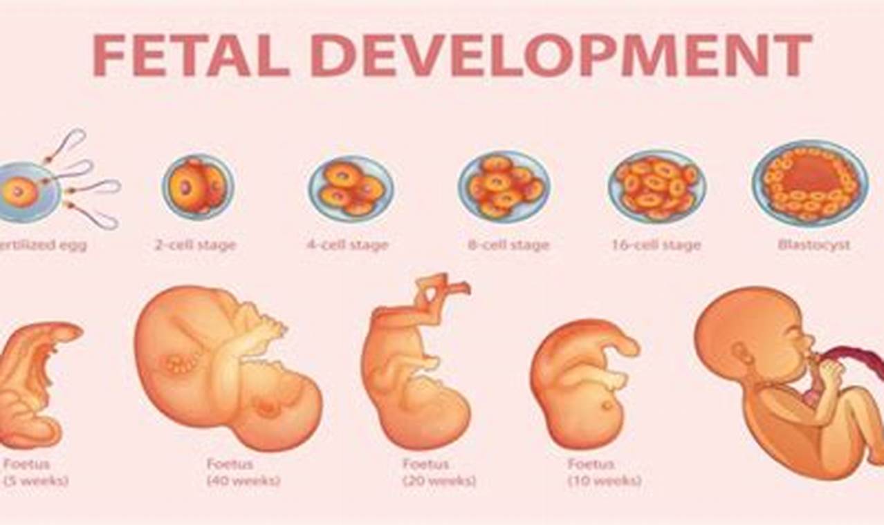 Organ and body system development: fetus