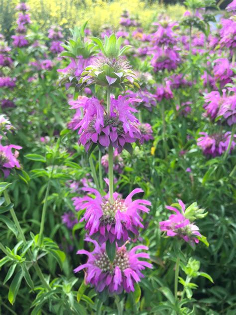 Organic Bee Balm Course: An In-Depth Review