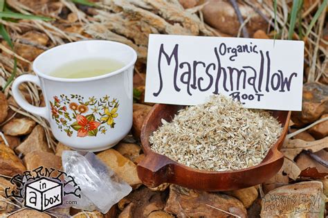 Organic Marshmallow Root
