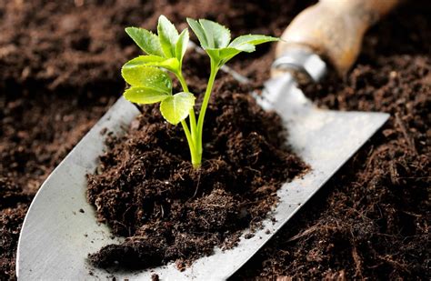 Organic Soil and Fertilizers