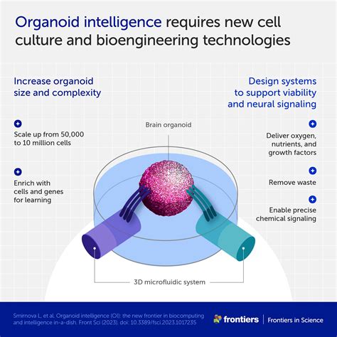 Organoid intelligence