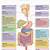 Organs In The Digestive System And Their Functions