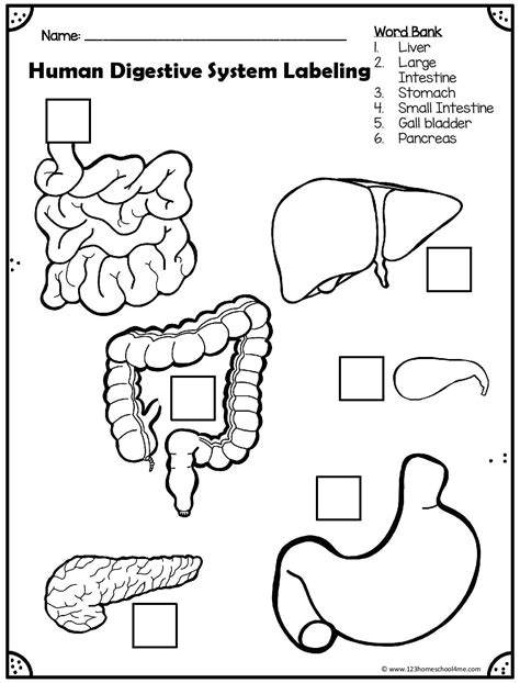 Organs of the Digestive System Activity Sheet
