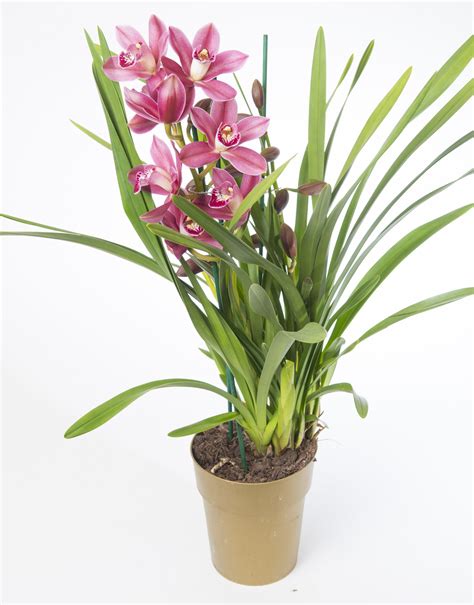Orhideja Cymbidium Nega