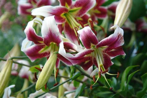 Orienpet Lilies (OT Hybrids): The Best of Both Worlds
