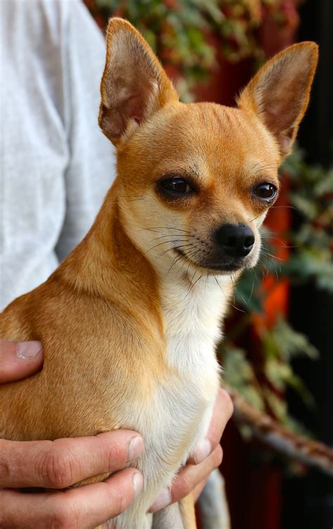 Original Chihuahua Dog: A Unique And Lovable Breed