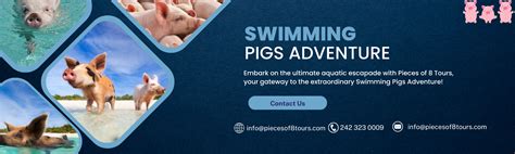 Original Swimming Pigs Adventure