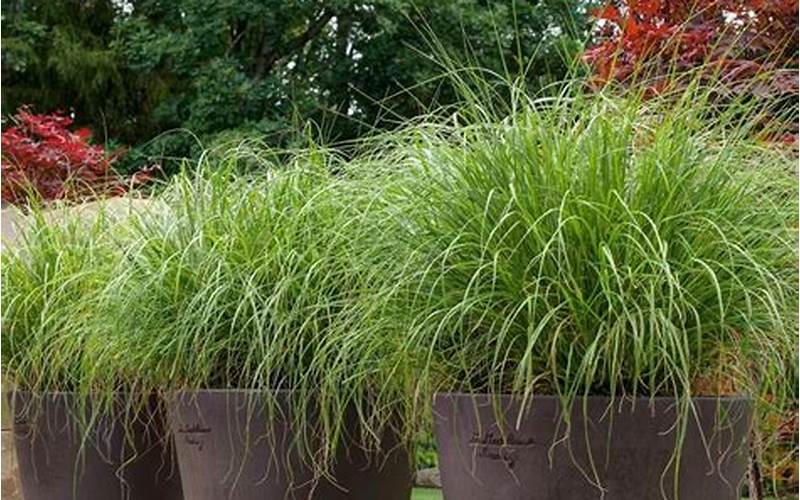 ornamental grasses for pots