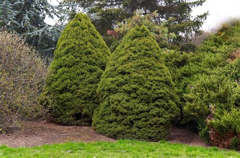 Ornamental Dwarf Evergreen Trees